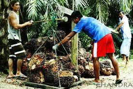 Waduh! Tera Timbangan PKS di Rohul Banyak yang Nggak Beres 